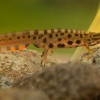 Čolek obecný - Triturus vulgaris - Smooth Newt  7080